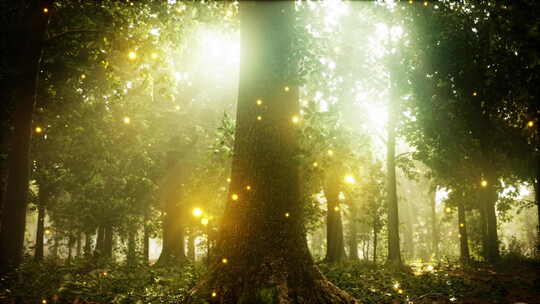 充满树木和灯光的森林