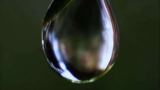 植物上的水珠特写镜头视频素材模板下载