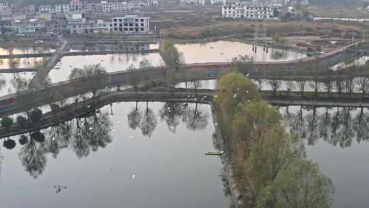 乡村水域鸟群飞翔航拍景象