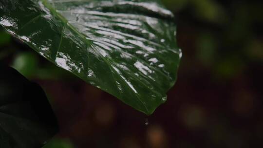 【合集】慢镜头雨水滴落森林植物-禅意空镜