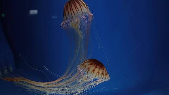 水族馆里的水母