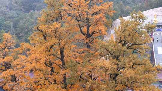 航拍平顶山文殊寺银杏