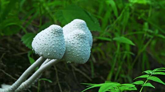 夏天森林里生长的白色蘑菇