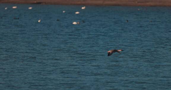 豆雁在水面上飞飞翔慢动作