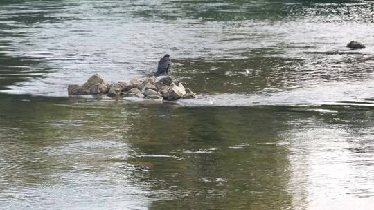 在河中央岩石上的鸟视频素材模板下载