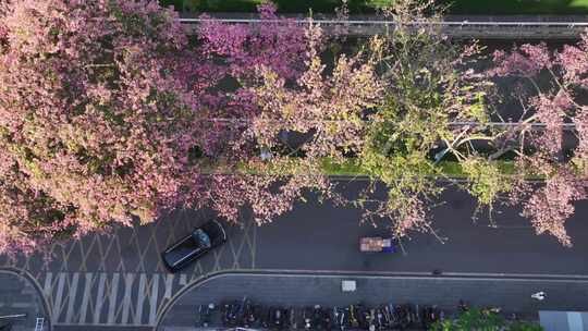 中国广东省广州市荔湾区坦尾美丽异木棉