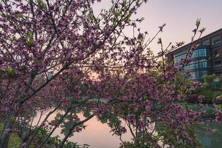 城市河边桃花树延时摄影