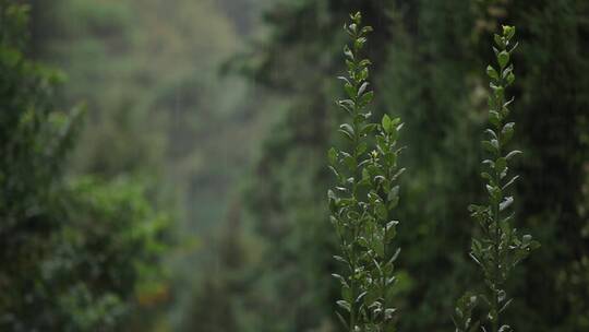 森林中下起大雨