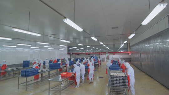 海参加工生产线工人在流水线上处理海鲜制品