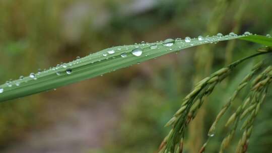 成熟的稻穗水稻特写雨露水珠田野视频素材模板下载