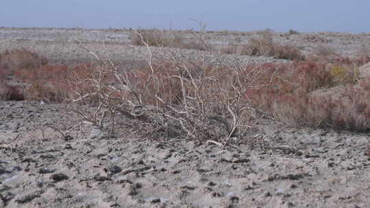 新疆秋天沙漠植被4K素材