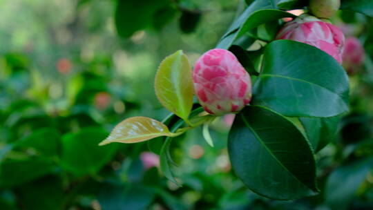 花园蜜蜂飞舞采蜜 山茶花 中华野山蜂