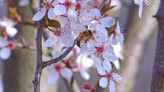 春天樱花盛开蜜蜂采蜜