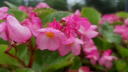 雨后的粉色海棠花特写空镜头