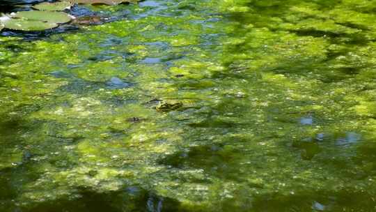 夏天池塘水面的水草和青蛙