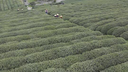 茶茶叶红茶艺采茶泡茶红茶山春茶道茶园农业