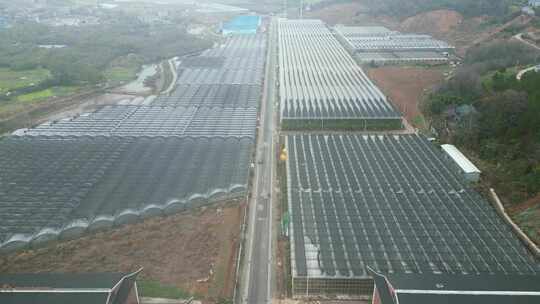 现代农业大棚种植基地航拍