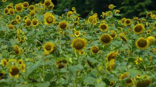 深圳陌上花公园向日葵合集