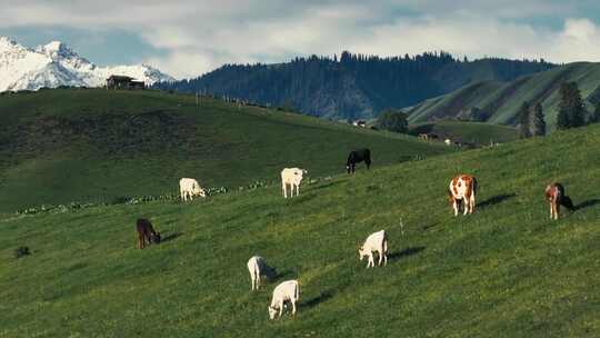 新疆阿勒泰草原牛羊航拍