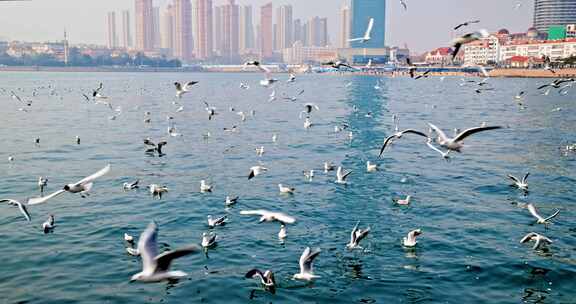 大海海面飞翔的海鸥