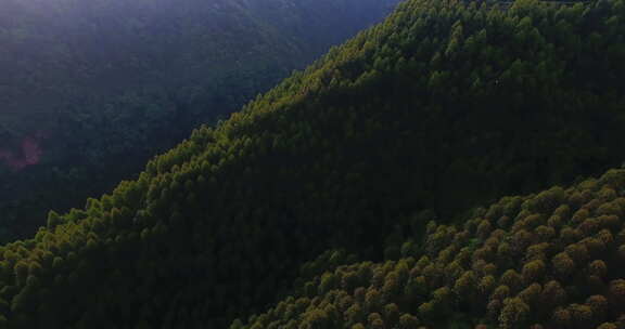 航拍大山深处林场森林植被自然风光