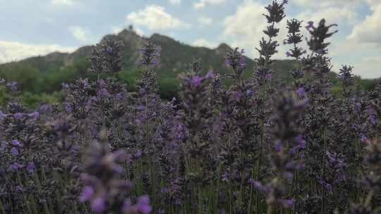 山东荣成崂山街道宋香园薰衣草花田夏季风光