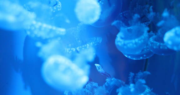 水母 浮游生物