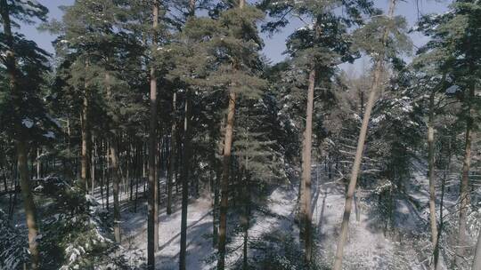 长白山红松林美人松厚厚积雪唯美大气雪景视频素材模板下载