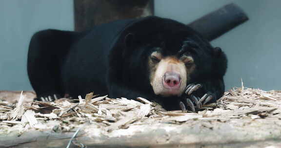 正在睡觉的黑色猿猴 、熊