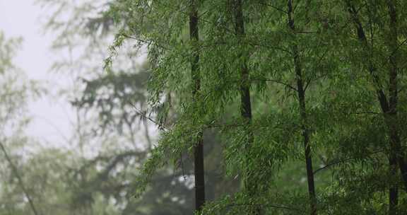 （合集）下雨天竹林竹叶唯美意境禅意