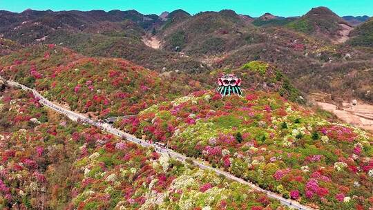 4K航拍贵州毕节百里盛开杜鹃花自然风景