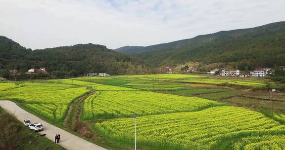 航拍油菜花素材