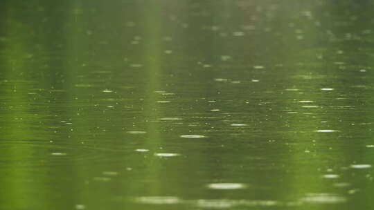 下雨公园碧绿的池塘水滴涟漪视频素材模板下载