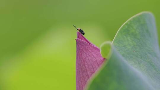 荷尖上的微观交响：昆虫的升格微距世界