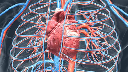 人体 器官 心脏 心血管 心跳 循环系统