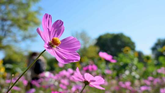 秋天盛开的粉色、白色格桑花