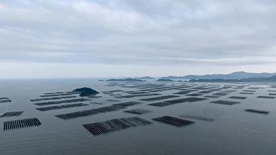 福建宁德紫菜养殖海域海带养殖航拍