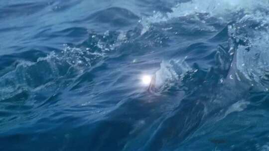 海豚在海上追逐嬉戏视频素材模板下载