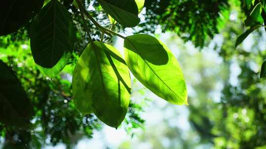 光影植物雨林原生态【商用需购买企业授权】