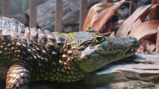 鳄鱼皮危险保护动物动物园