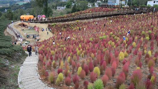 浪漫的乡村振兴植物植被地肤草