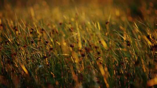 夕阳下的草随风摇摆秋天风景