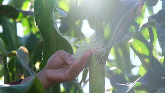 智慧农业玉米种植农业科技化