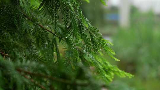 雨天下雨，雨水滋润着冷杉树，唯美雨景