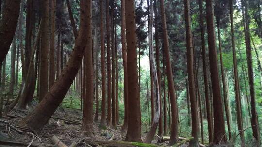 松树林林业树树木树林