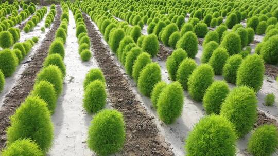 农田地肤植株