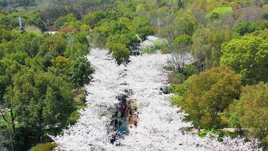 无锡金匮公园樱花航拍低机位后拉视角