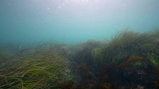 海底海草鱼类海洋生物