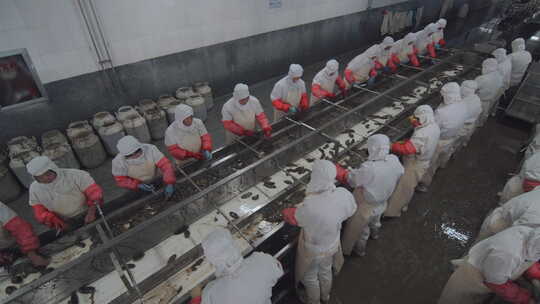 海参加工生产线工人在流水线上处理海鲜