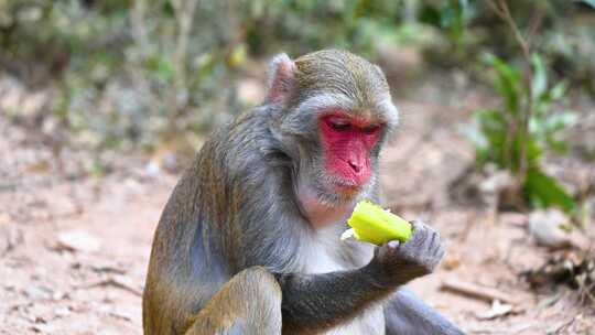 中国海南三亚吃食物吃水果的猴子小猴子